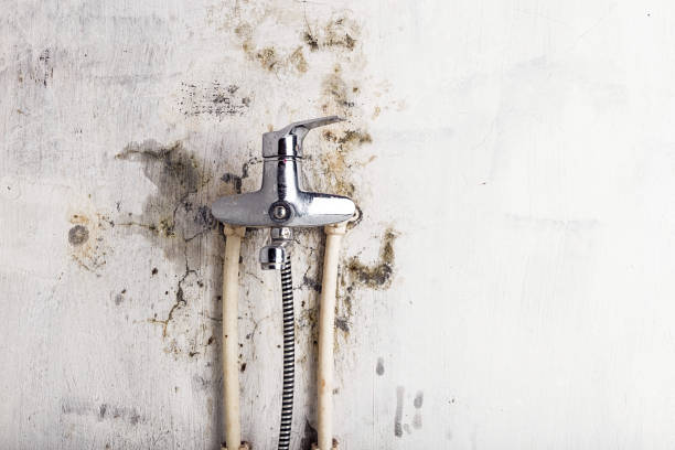 Best Residential Mold Removal  in Wayne, IL