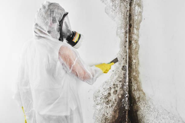 Best Mold Damage Repair  in Wayne, IL