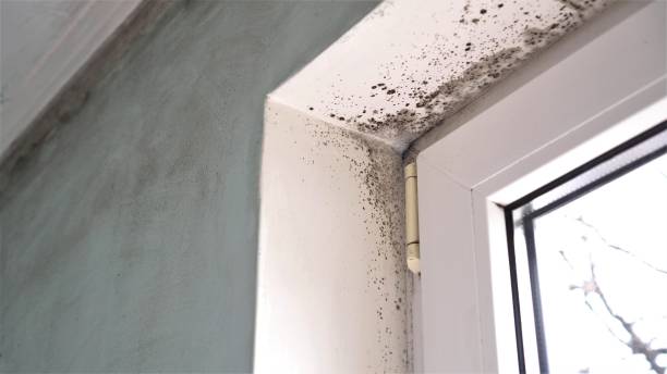 Best Commercial Mold Removal  in Wayne, IL