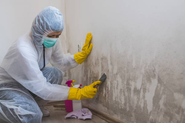 Best Certified Mold Removal  in Wayne, IL