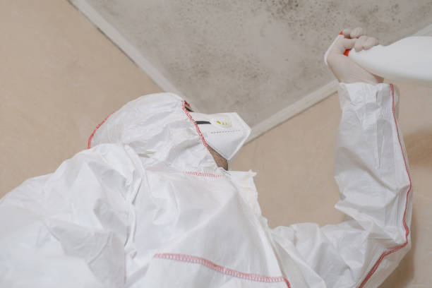 Best Black Mold Removal  in Wayne, IL