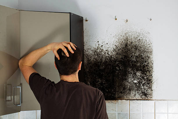Best Attic Mold Removal  in Wayne, IL
