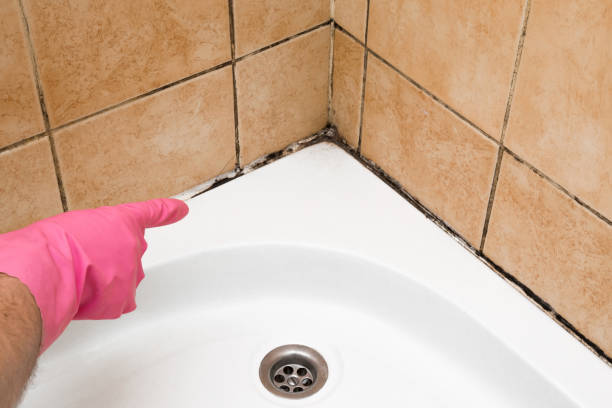 Best Professional Mold Removal  in Wayne, IL