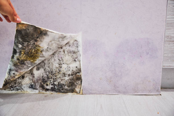 Trusted Wayne, IL Mold Removal Experts